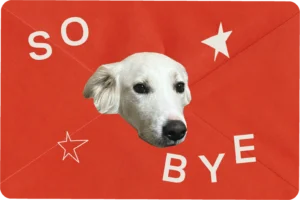 Lucia: AGM's lovely dog