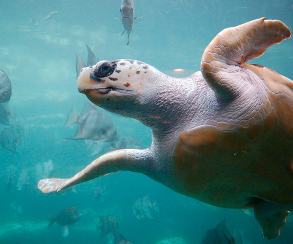 1024px-Loggerhead_sea_turtle_wikimediacommons