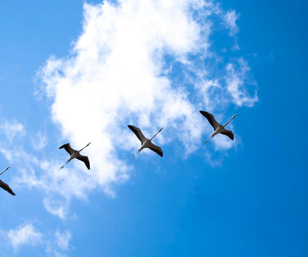 Pelicans at Vendicari Reserve- Marco Garro